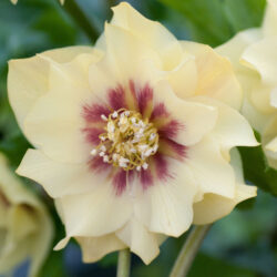 Double Primrose Yellow Dark Centre