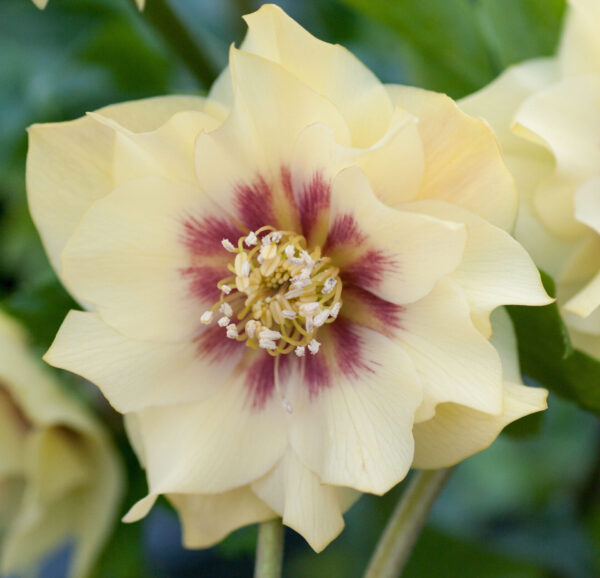 Double Primrose Yellow Dark Centre