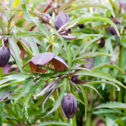 Hercegovinus Hybrid Black