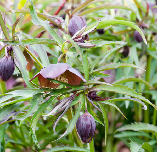 Hercegovinus Hybrid Black