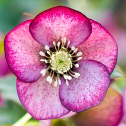 Linnett Strain Speckled Pink