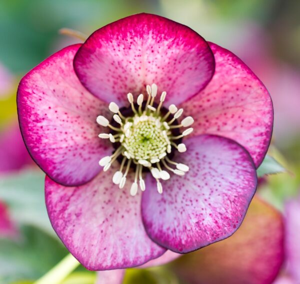 Linnett Strain Speckled Pink