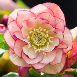 Double Apricot Peach
