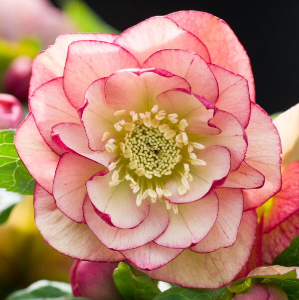 Double Apricot Peach