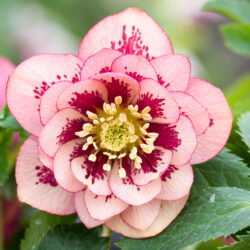 Double Apricot Peach Spotted