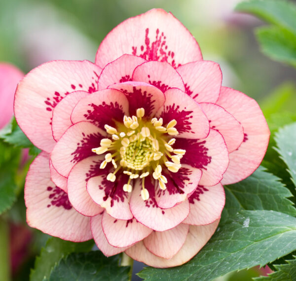 Double Apricot Peach Spotted