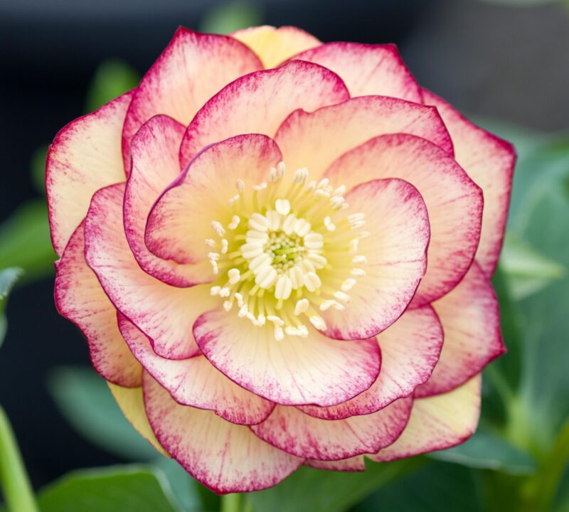 Double Yellow Painted Post Office Farm Nursery