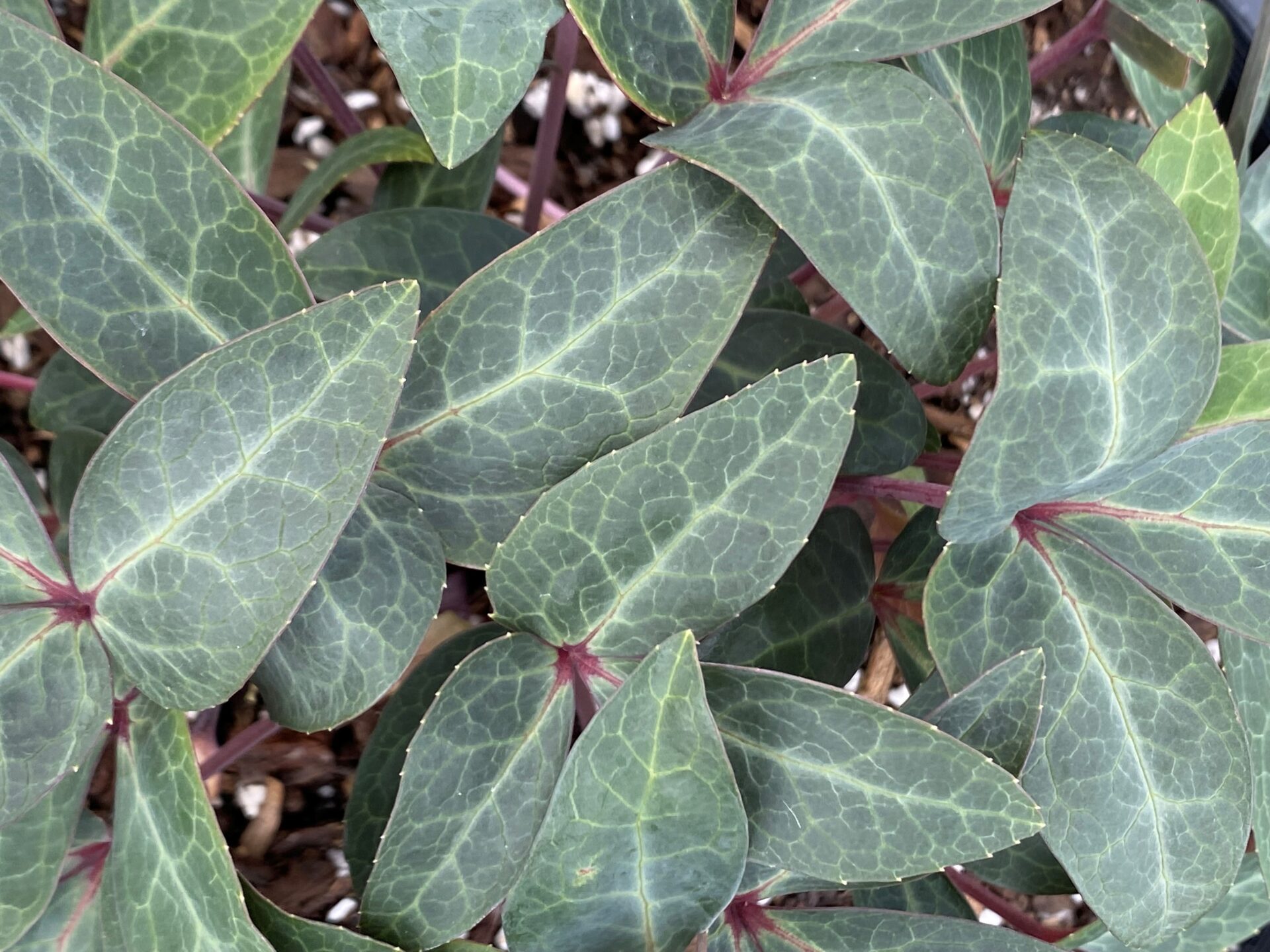 2026 Catalogue - Image 5