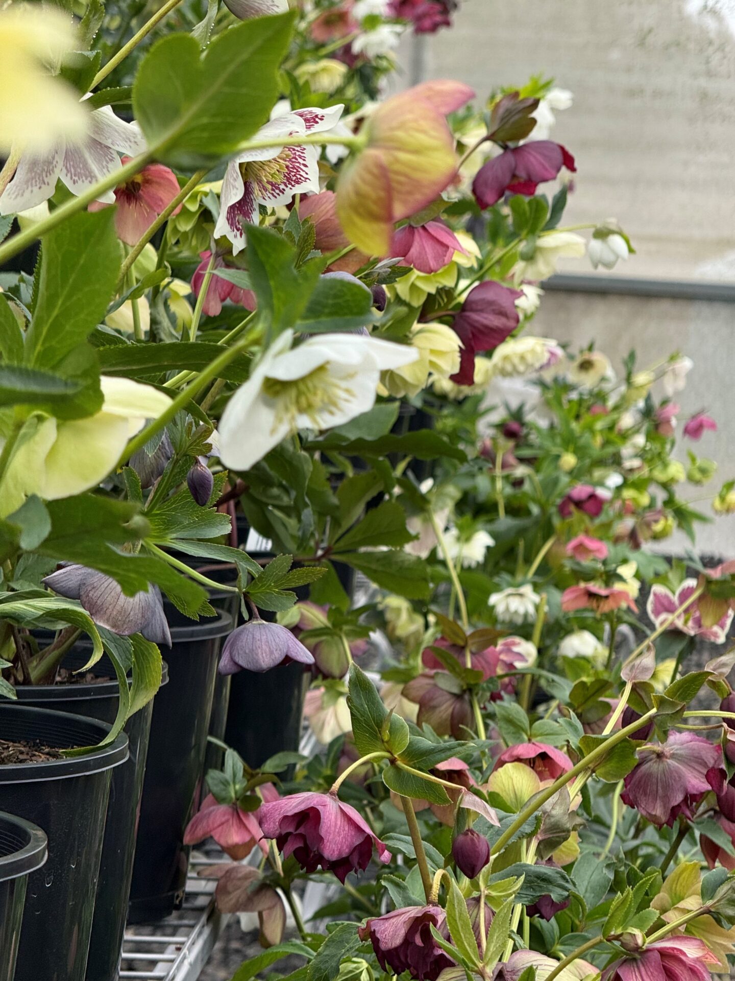 2026 Catalogue - Image 6