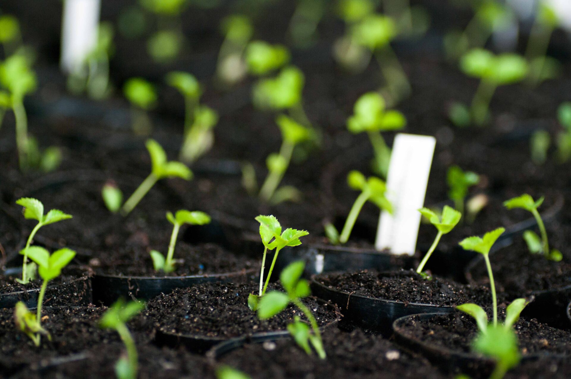 2026 Catalogue - Image 3