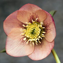 Apricot Peach Spotted