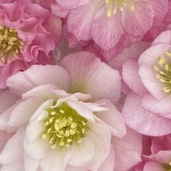 Double Pale Pink