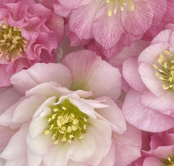 Double Pale Pink