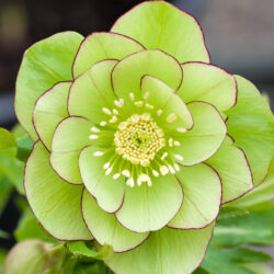 Double Green Picotee