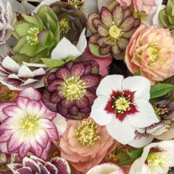 Experimental Crosses