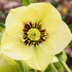 Primrose Yellow Dark Centre