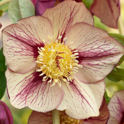 Primrose Yellow Picotee Gold Nectaries