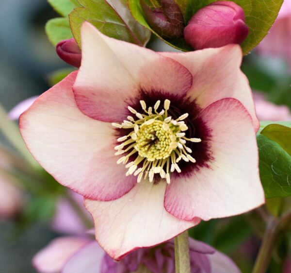 Apricot Peach Red Centre