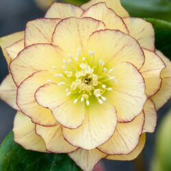 Double primrose picotee