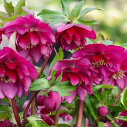 Double Rose Pink
