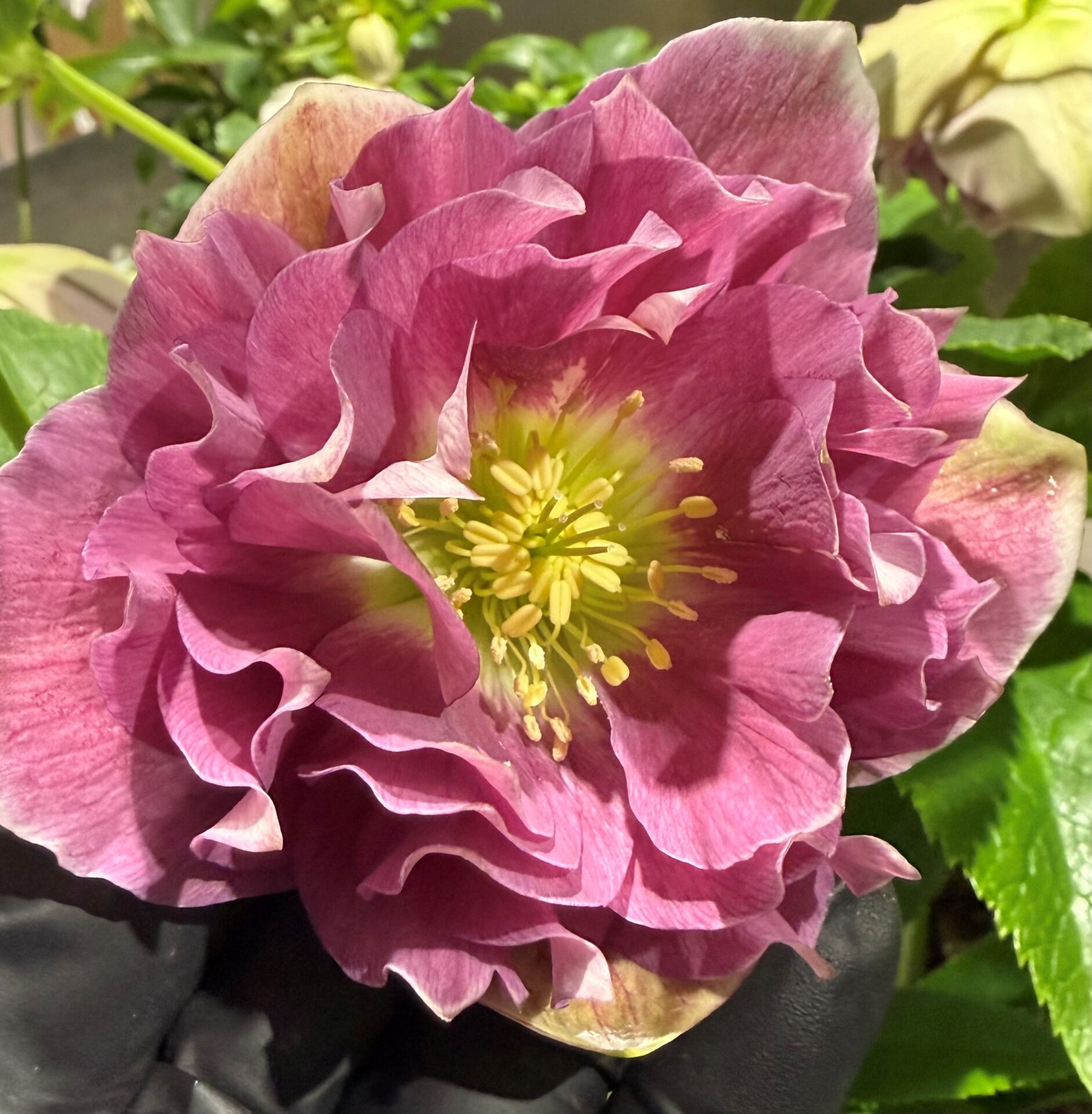 Double Pink White Back - Image 2