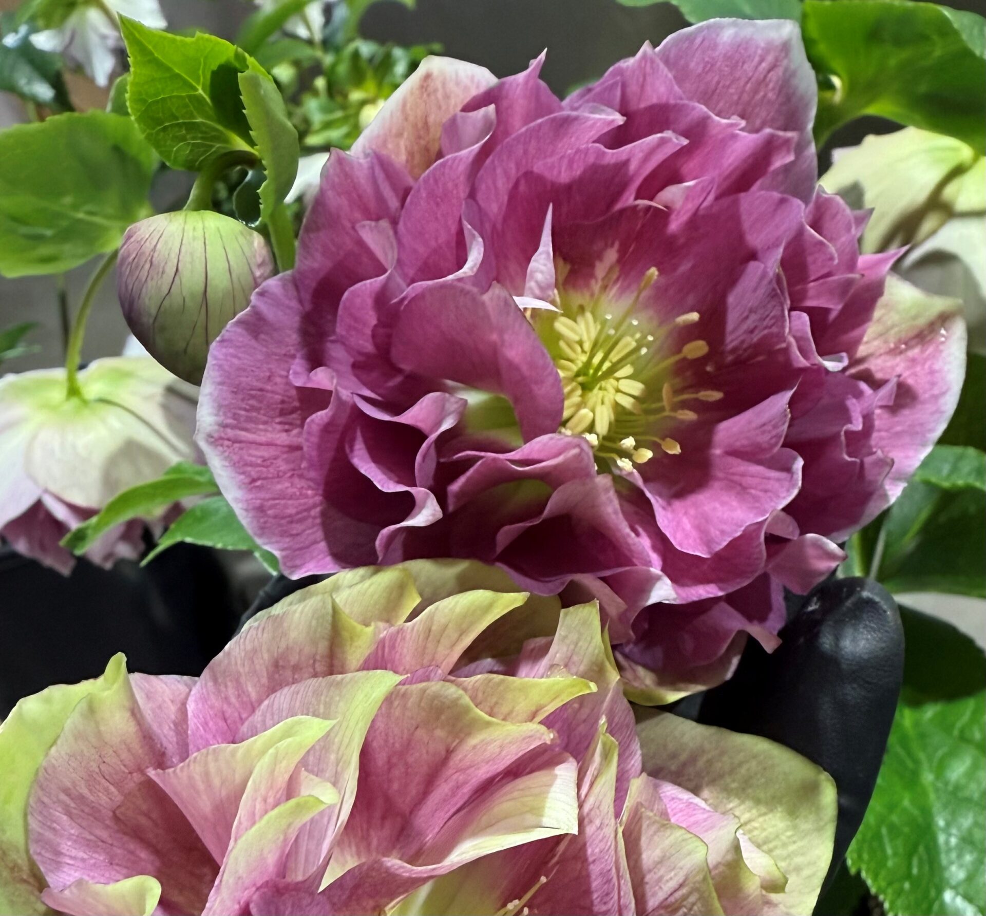 Double Pink White Back - Image 3