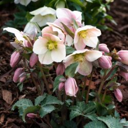 Helleborus x ericsmithii