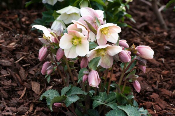 Helleborus x ericsmithii