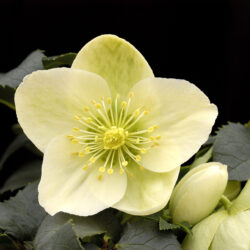 Helleborus x nigercors