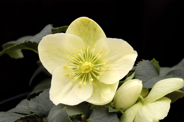 Helleborus x nigercors