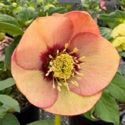 Apricot Peach Red Centre