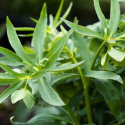 Helleborus dumetorum
