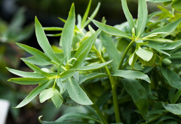 Helleborus dumetorum
