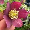 Helleborus atrorubens - Image 2