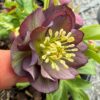Helleborus atrorubens - Image 4