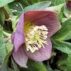 Helleborus atrorubens - Image 3