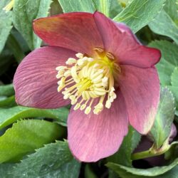Helleborus atrorubens
