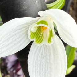 Galanthus elwesii (not available to Tasmania)