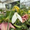 Galanthus elwesii (not available to Tasmania) - Image 2