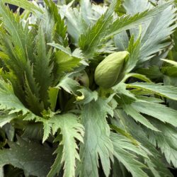 Helleborus abruzzicus