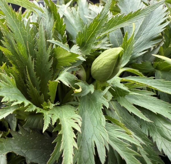 Helleborus abruzzicus