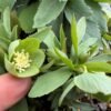 Helleborus dumetorum - Image 2