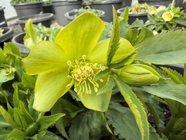 Helleborus odorus