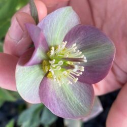 Helleborus purpurascens