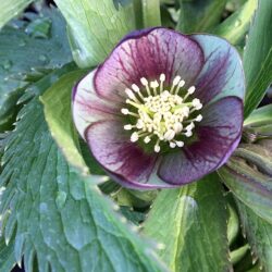Helleborus torquatus