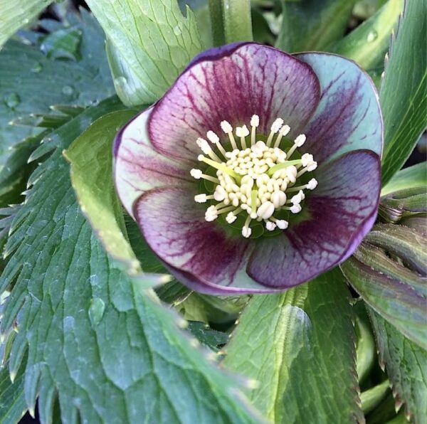 Helleborus torquatus