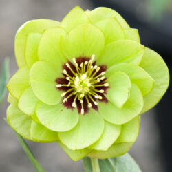 Double Green Dark Centre