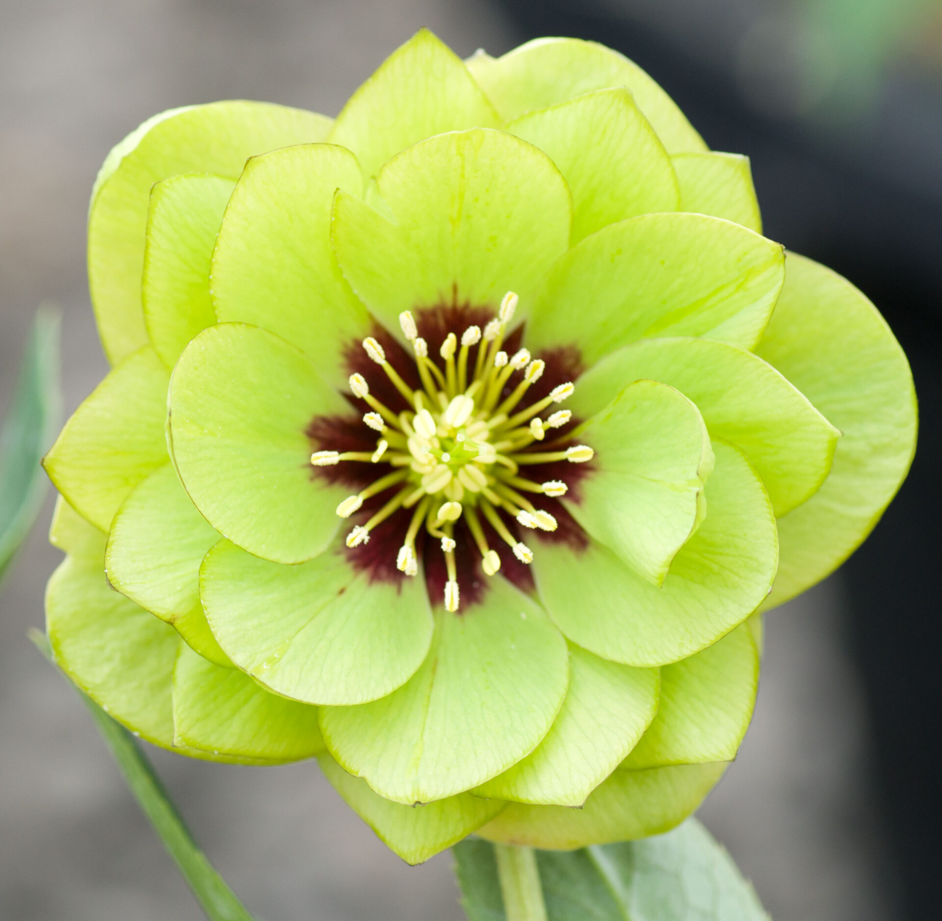 Double Green Dark Centre